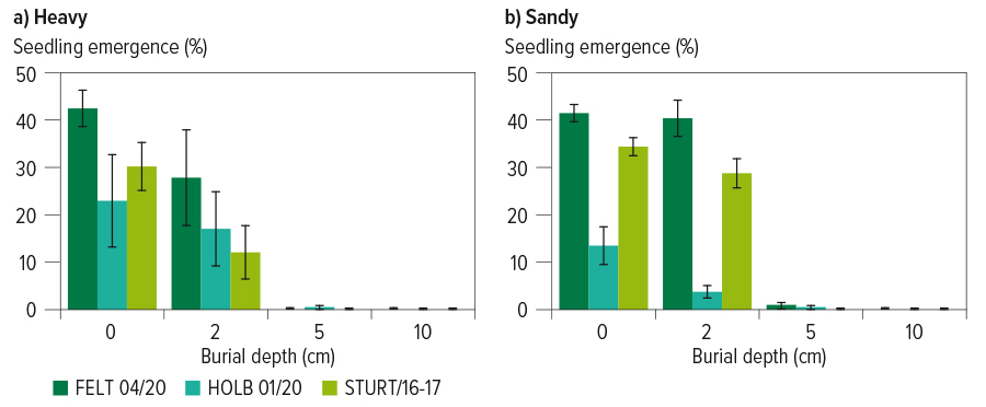 Figure 1 feathertop rhodes grass emergence from different depths