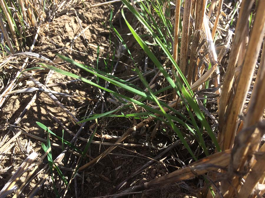 A heavy infestation of brome in wheat.