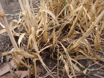 wheat crown rot