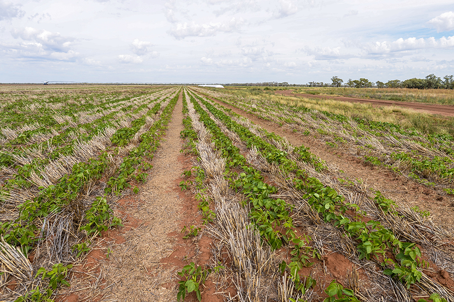 controlled traffic in mungbean crop