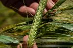 Barley research could boost yields under high temperatures