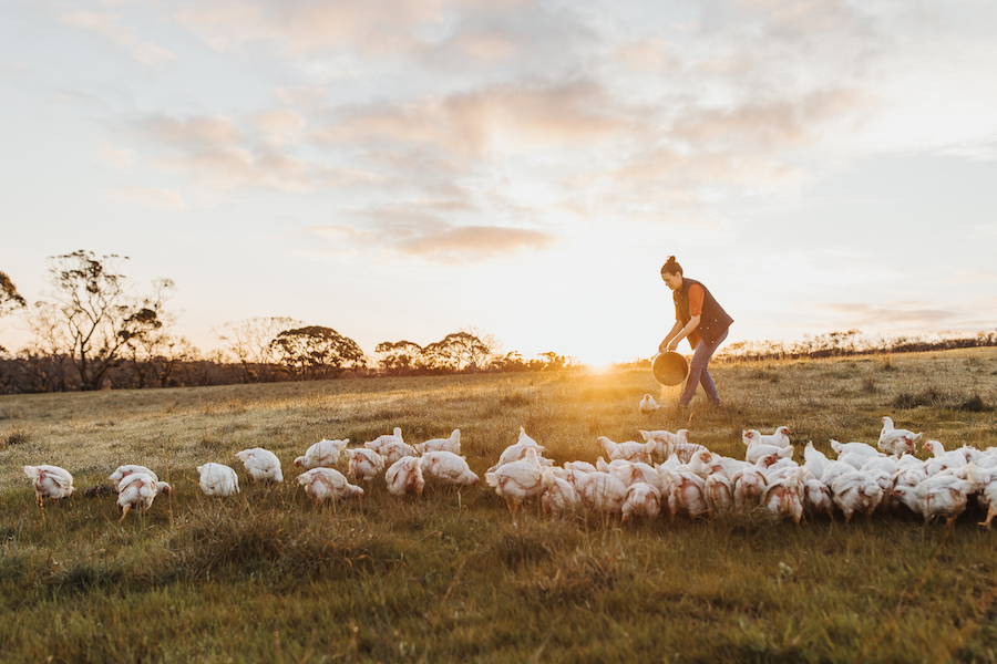 Jenny Stanton feeding chickens a mix of grains grown on the Kangaroo Island farm. 