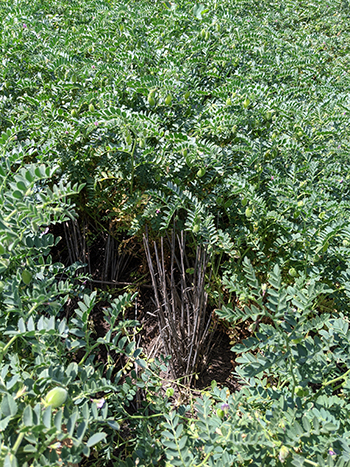 taller stubble was will within the chickpea canopy in a subsequent chickpea crop.