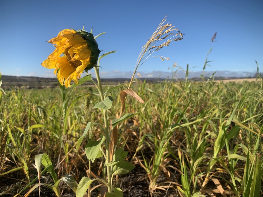 Sunflower growing in a multi-species cover crop. 