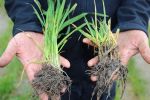 Northern growers at risk of cereal disease misdiagnosis due to seasonal and paddock conditions