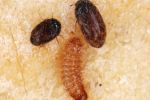 Sentinel grain stores prove absence of Khapra beetle 