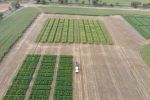 Research investigates weed control in high standing stubble