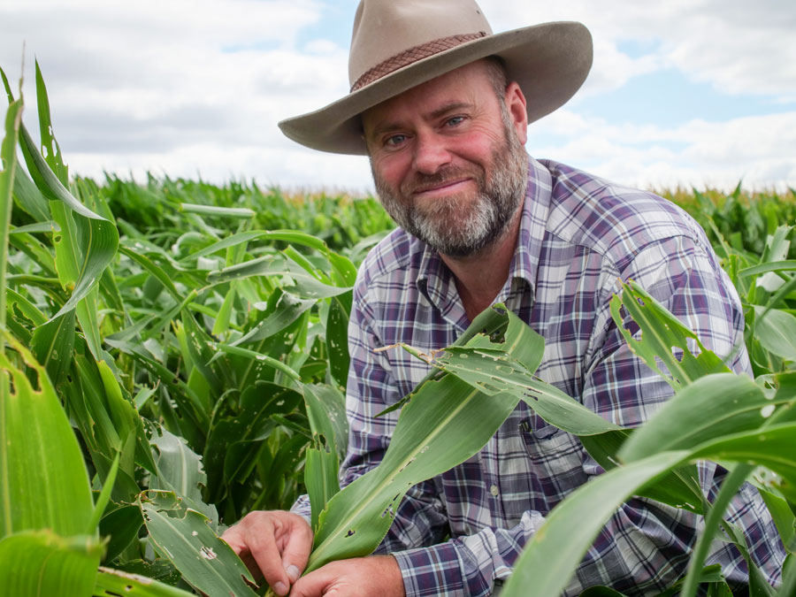 Dr Joe Eyre crouched in the leaves of a sorghum crop smiling at the camera.