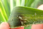 Northern NSW growers urged to check winter crops for Russian wheat aphids