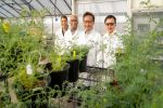 Firm foundations enable acid soil tolerant chickpea development 