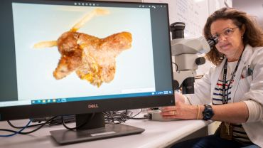 Adapted rhizobia to boost chickpea performance