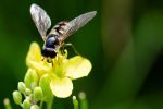 Updated resource for growers to enhance – not hinder – beneficial insects