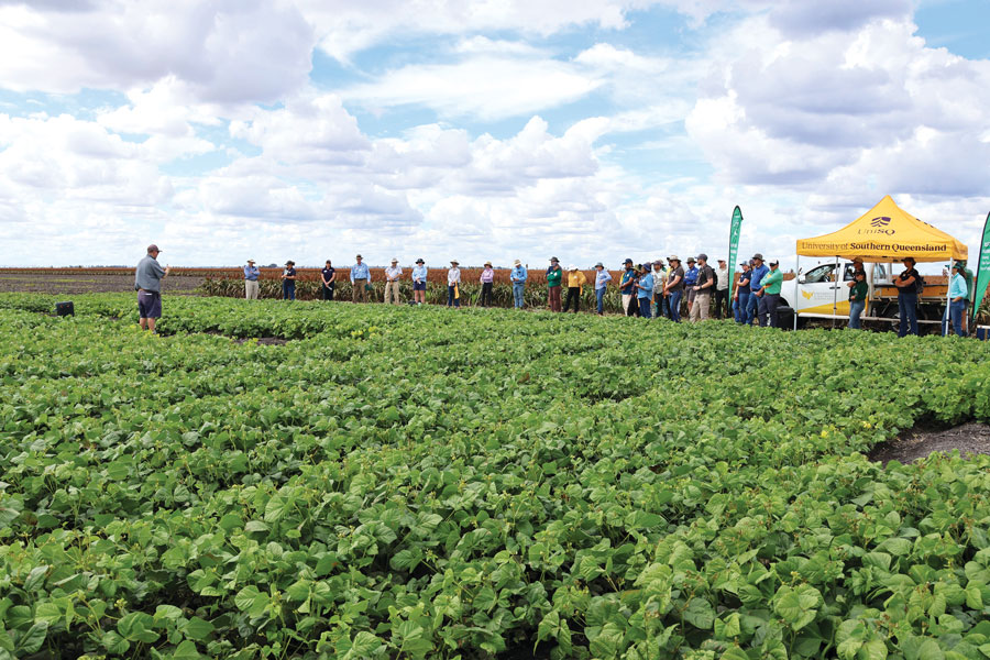 people gathered in a field of green mungbean plants 