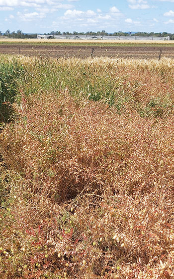 Phalaris in a paddock of chickpeas.