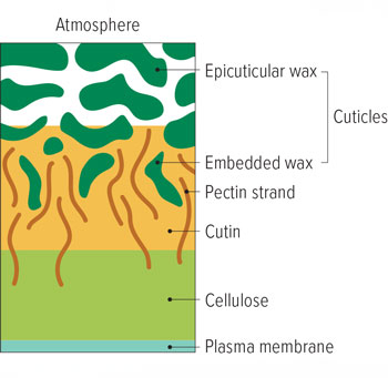Figure 1: How herbicides move into plants.