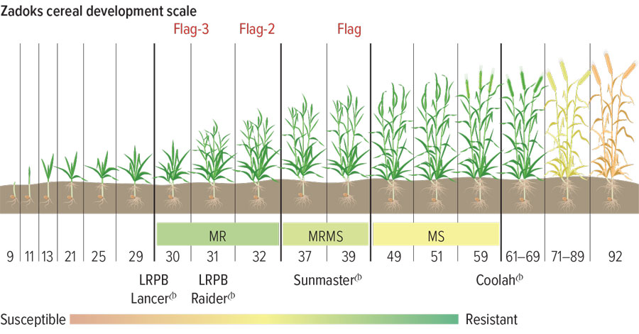 Figure 6: The spray dilemma of stripe rust.