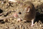 Growers warned of increased mouse activity