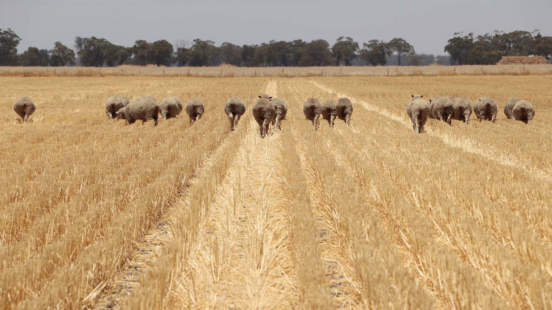 mixed-farming-systems-no-barrier-for-controlled-traffic-groundcover