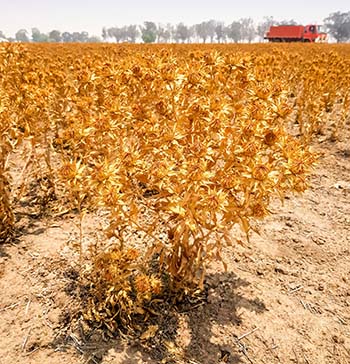 Super-high-oleic (SHO) safflower was developed by the joint GRDC-CSIRO Crop Biofactories Initiative to expand crop options and develop new markets for Australian grain growers. PHOTO Tegan Slade