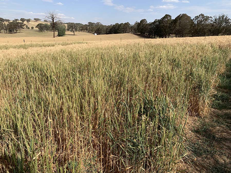 Perennial wheat in a trial on Stuart Tait's family farm near Mandurama, New South Wales. PHOTO Stuart Tait