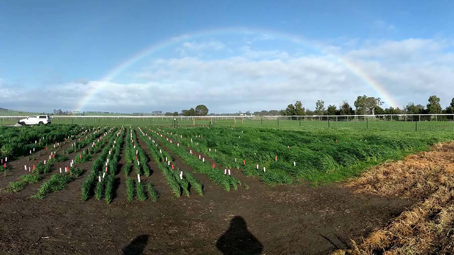 A diverse collection of 64 Australian wheat and 32 barley cultivars is being evaluated in four field experiments across Australia to develop a model to predict cultivar development. The Victorian experiment, at Yan Yean, is pictured. PHOTO Max Bloomfield