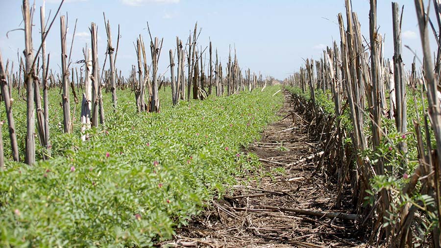 Chickpeas growing well in stubble. PHOTO Pulse Australia