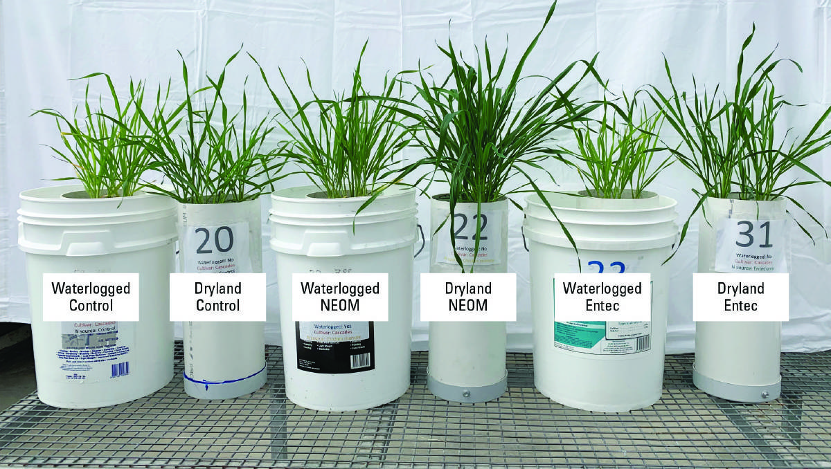 Figure 3: Nutrient-enriched organic amendment can partially overcome the negative effects of waterlogging on vegetative wheat.