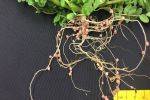 Annual legumes to build soil nitrogen for crops