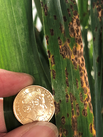 septoria