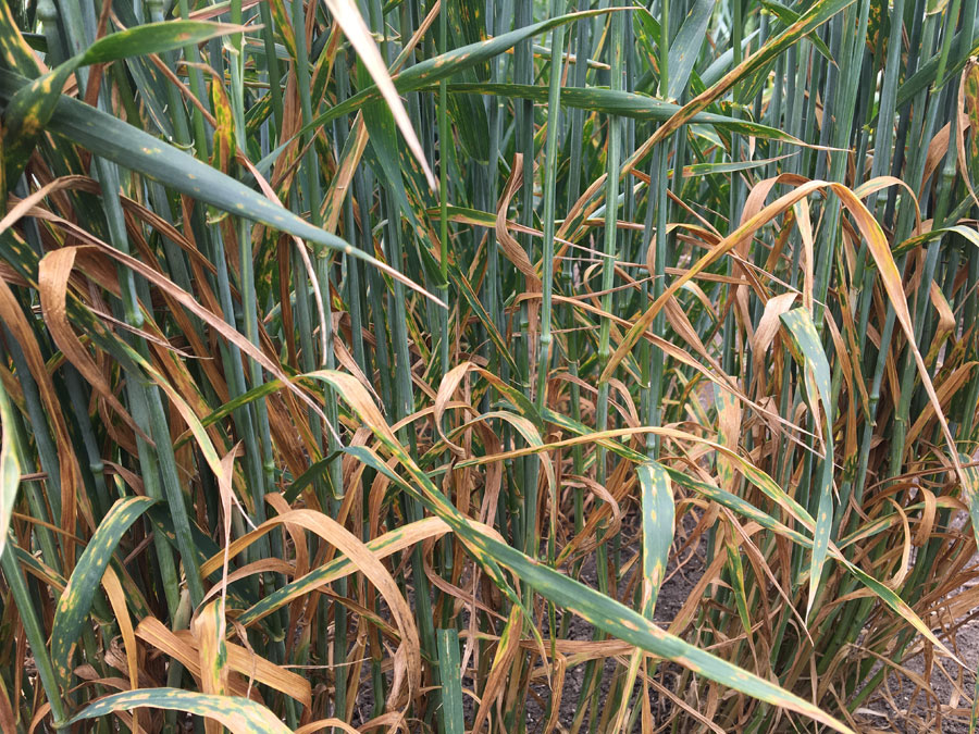 Yellow leaf spot on wheat leaves