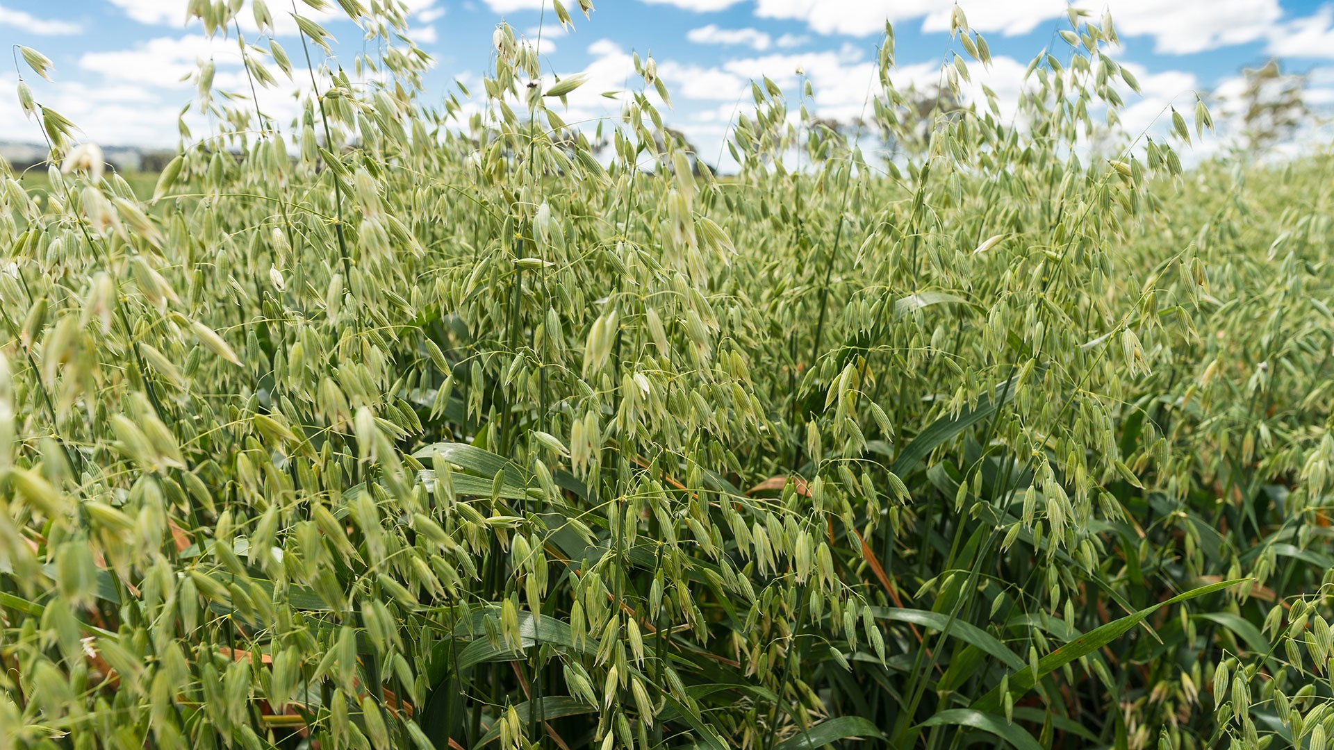 moves-to-secure-oats-food-status-groundcover