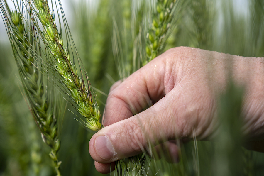 SNB wheat head