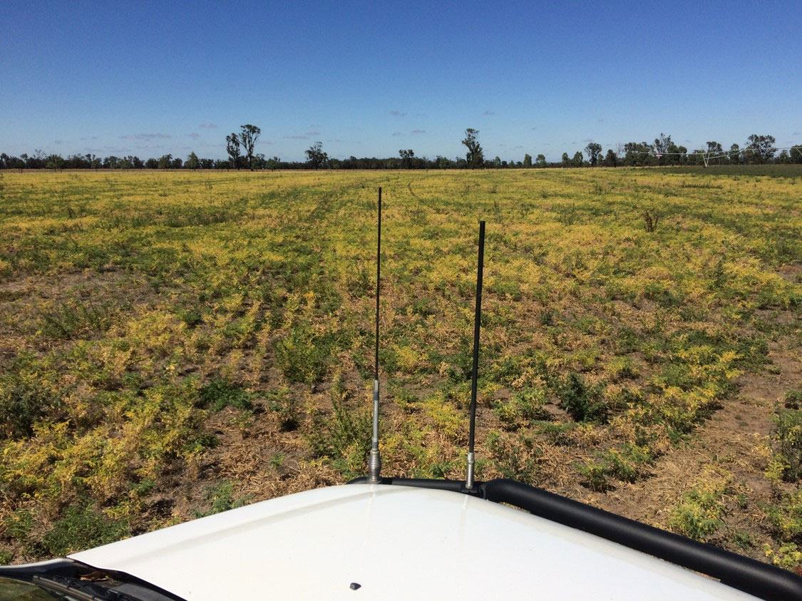 disease in chickpea crops in SA in 2017