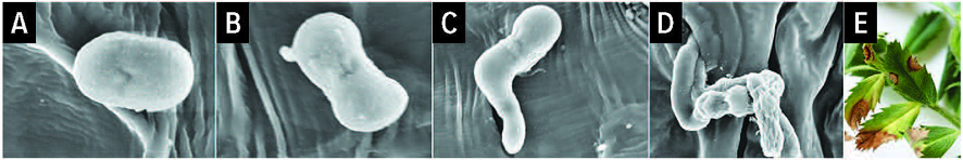 ascochyta rabiei