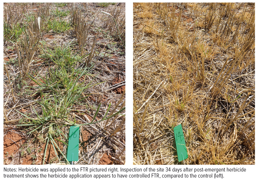 figure 2 early herbicide timing assessed 34 days after treatment