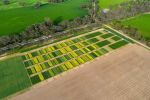 Multi-pronged trials road test intercropping