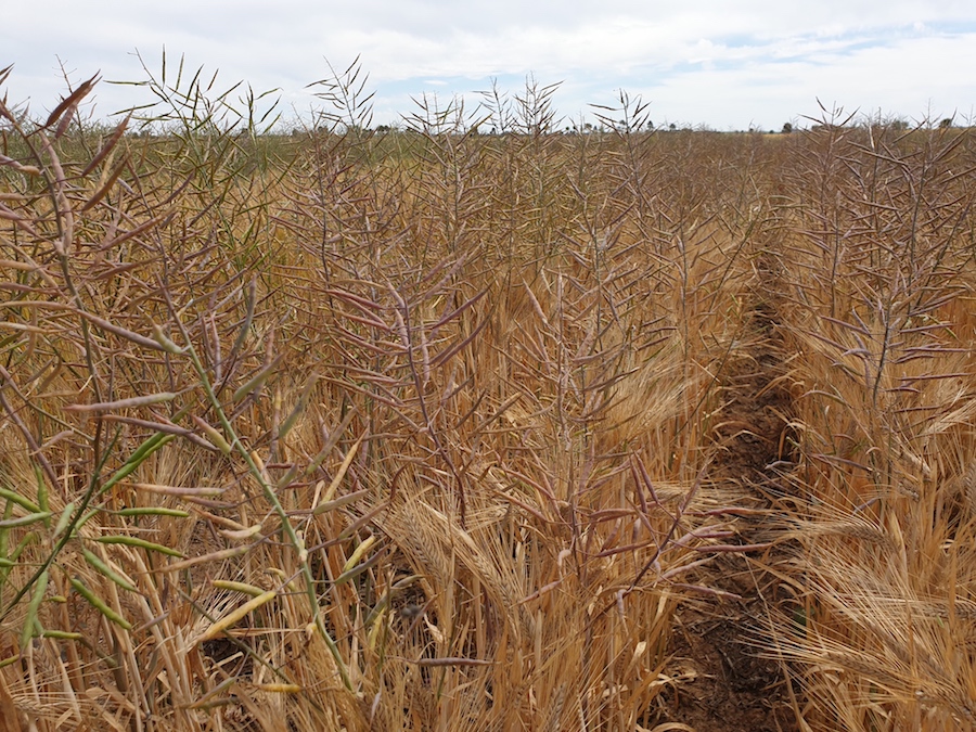 Barley and canola growing together in a 2020 trial at Netherby, Victoria.