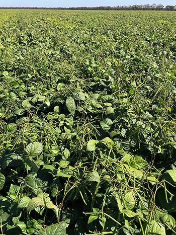 mungbeans on Breil Jackson's farm near Nyngan, New South Wales