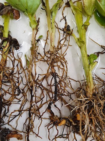 fusarium on faba beans