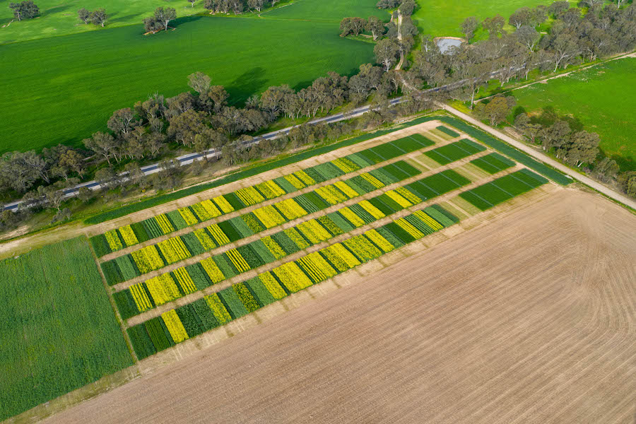Aerial view of intercropping trial site. 
