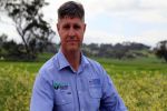 Spotlight on pre-emergent herbicides for early sown wheat