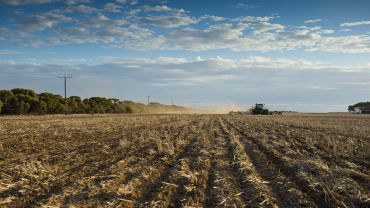 Trials assess soil nitrogen carryover after frost or heat