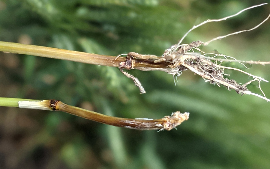 stem browning caused by crown rot