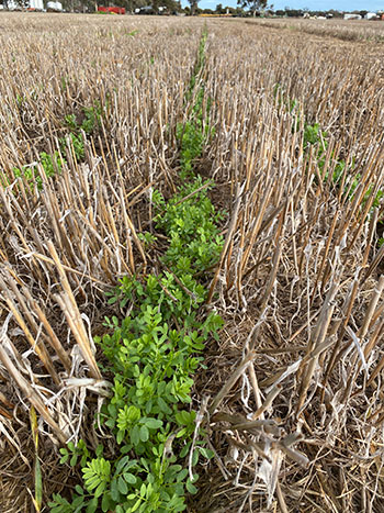 Photo of lentils direct-drilled into barley stubble.