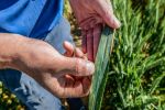 New stripe rust trials to create early warning network for northern growers