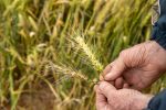 Proactive fungicide management maintains disease-free crops