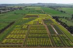 International conference canola field day: a showcase of canola innovations and research in Wagga Wagga