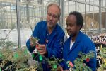 Global germplasm harnessed to deliver improved acid soil tolerant chickpeas
