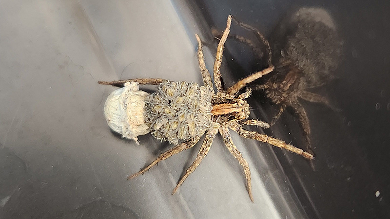 Image of an Australian Wolf Spider with it's babies.