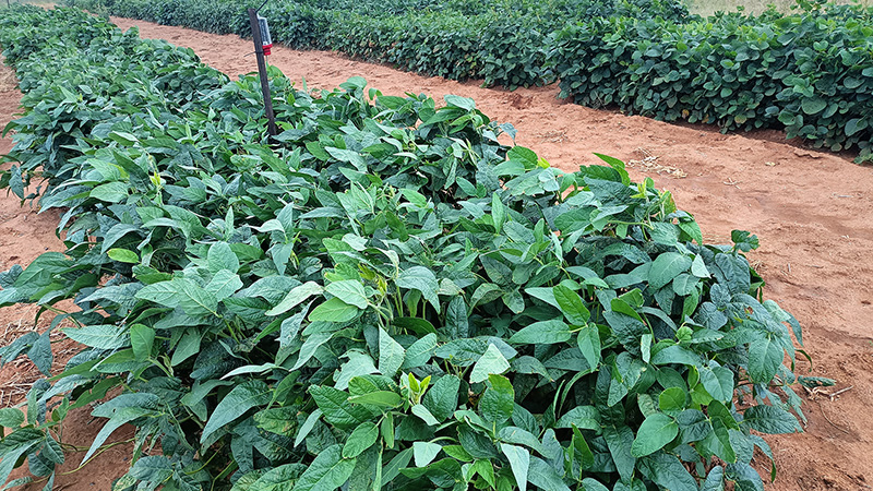 Image of soybeans in field